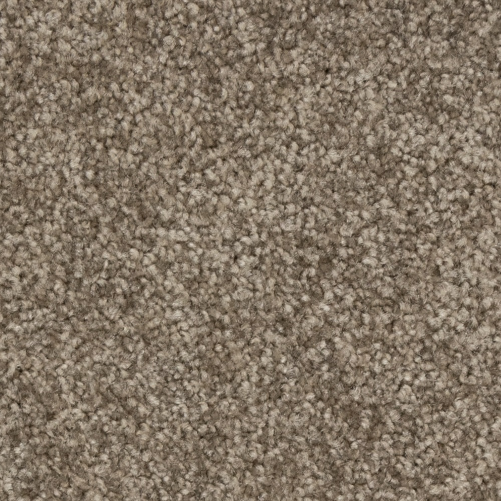 Broadloom Carpet Webster Velvety Bistre 12' (Sold in Sqyd)