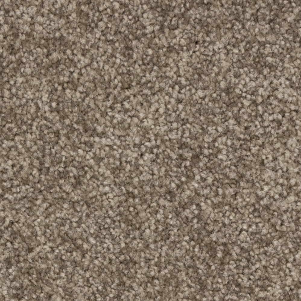 Tapis en rouleau Stratford SDN Bistre velouté 12' (vendu en vg²)